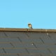 Go to the profile of Anonymous Bird
