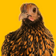 Go to the profile of ren the house hen