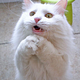 I Can Haz Downtime?