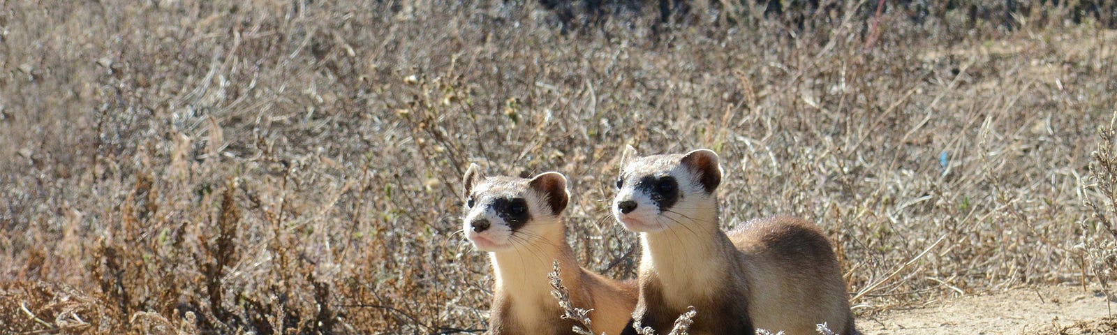 Black-footed ferret kits