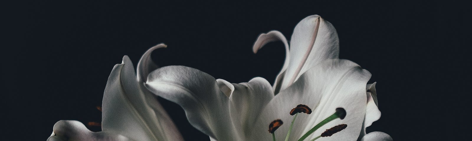 Two white lilies on a black background