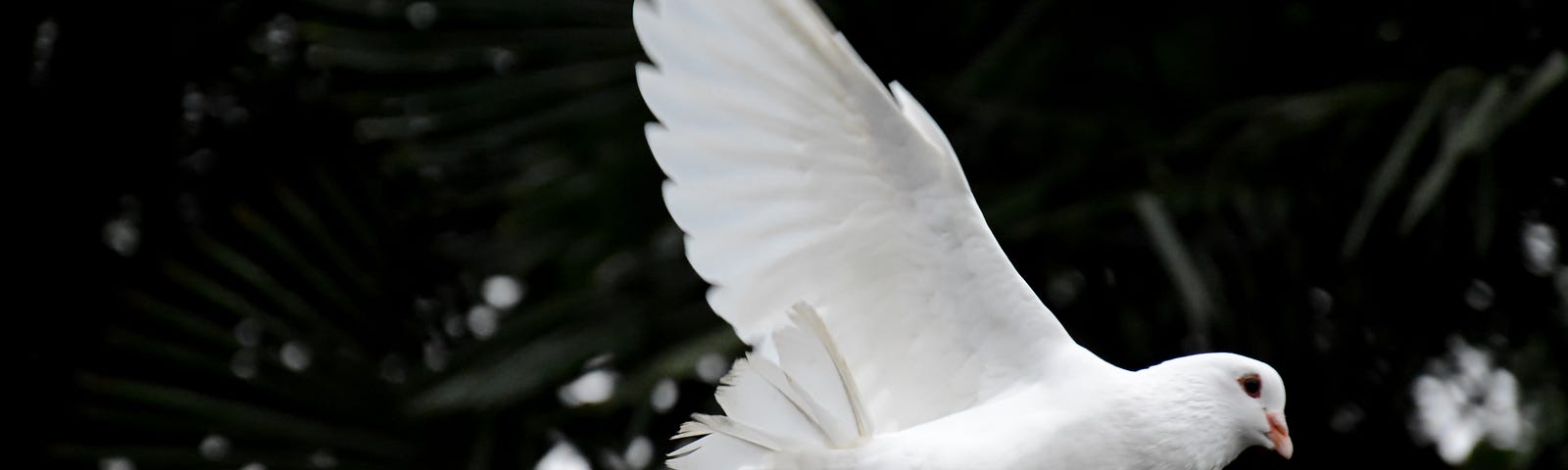 the Holy Spirit like a dove