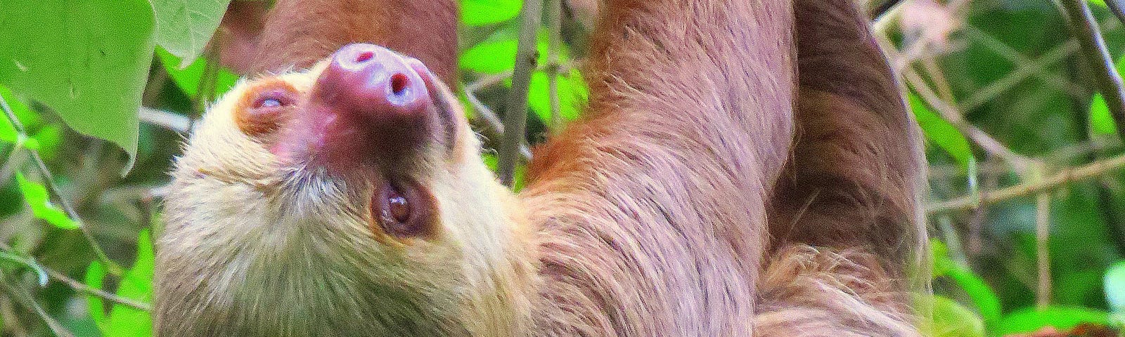 Sloth hanging upside down from a tree, life lessons you can learn from the sloth
