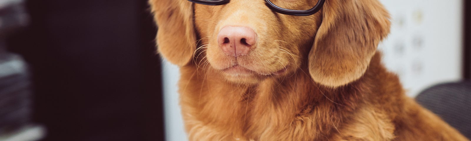 Young dog (maybe a golden retriever) looks at us. The animal wears eyeglasses with black rims and a book is open on a desk at his chest level.