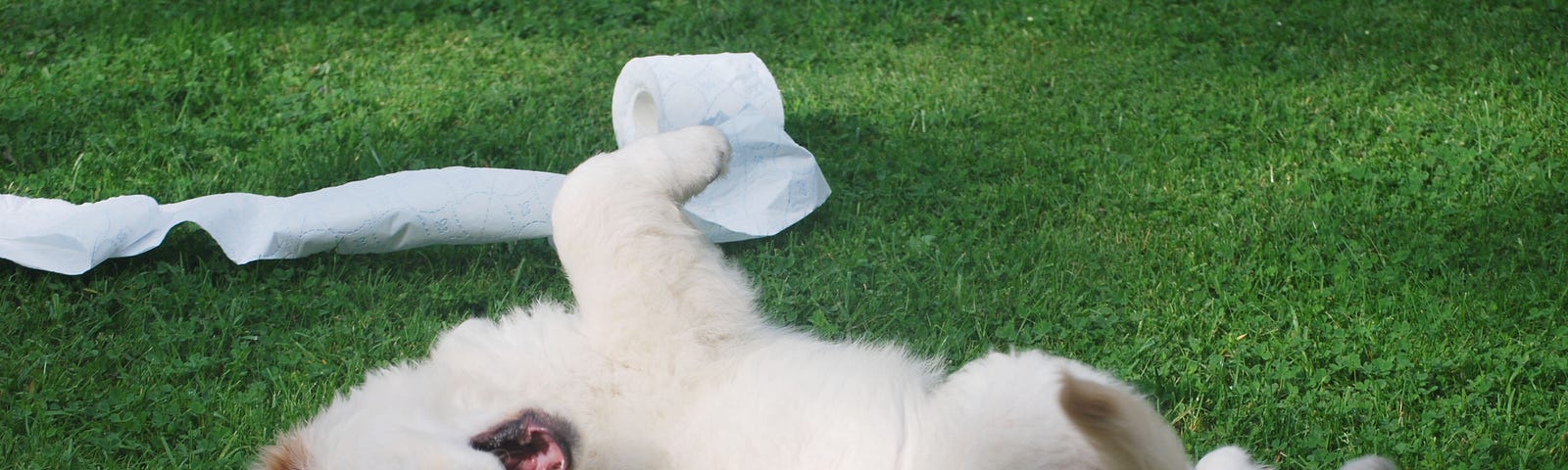 A white dog rolls playfully on a bright green lawn, a roll of toilet paper unravelling behind him.