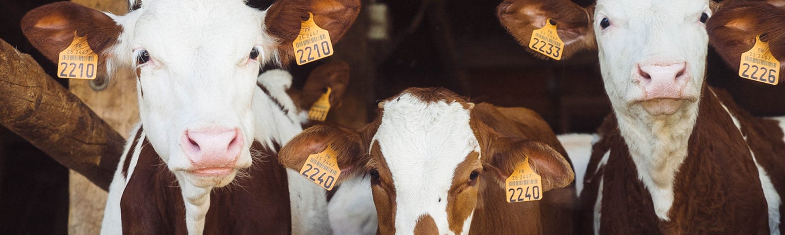 Close up of three brown and white jersey cows with cute expressions looking directly at the camera with yellow numbered tags clipped on their ears