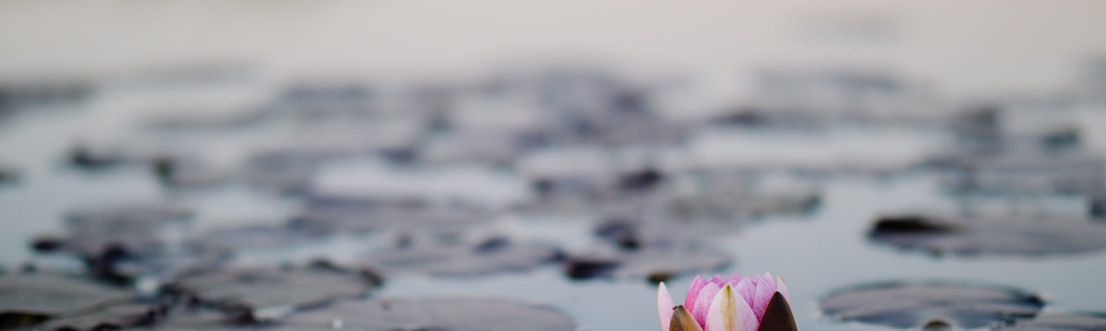 A lotus in bloom on water