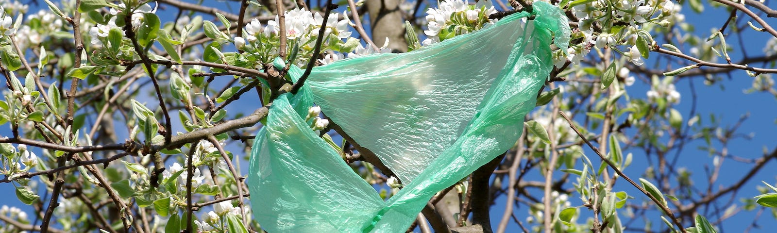 green plastic bag in a tree