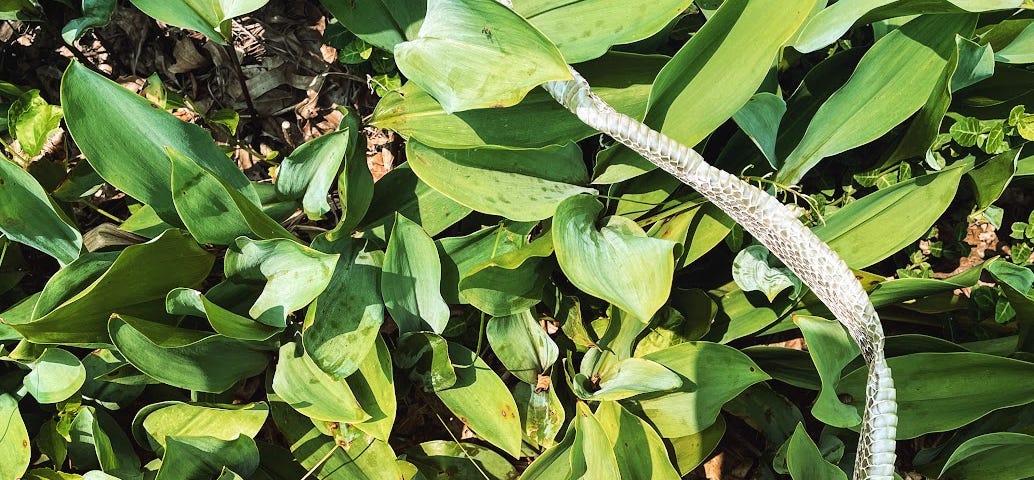 A snake skin curled across a patch of lush green lily of the valley leaves.