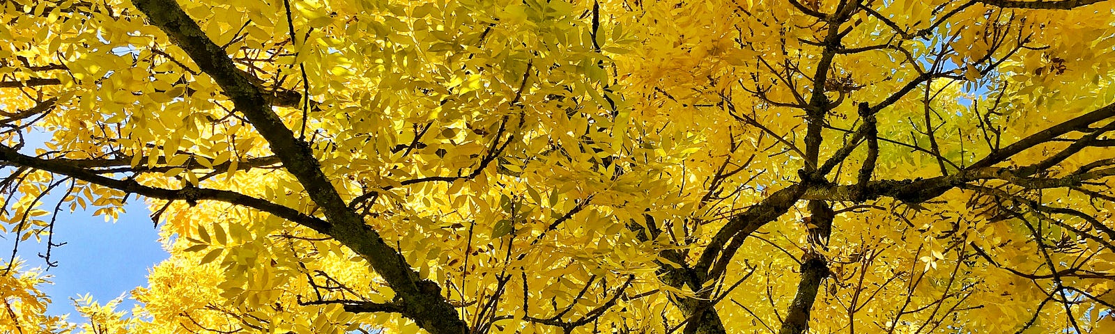 Yellow fall leaves in a full oak tree. Full screen yellow with dark branches.