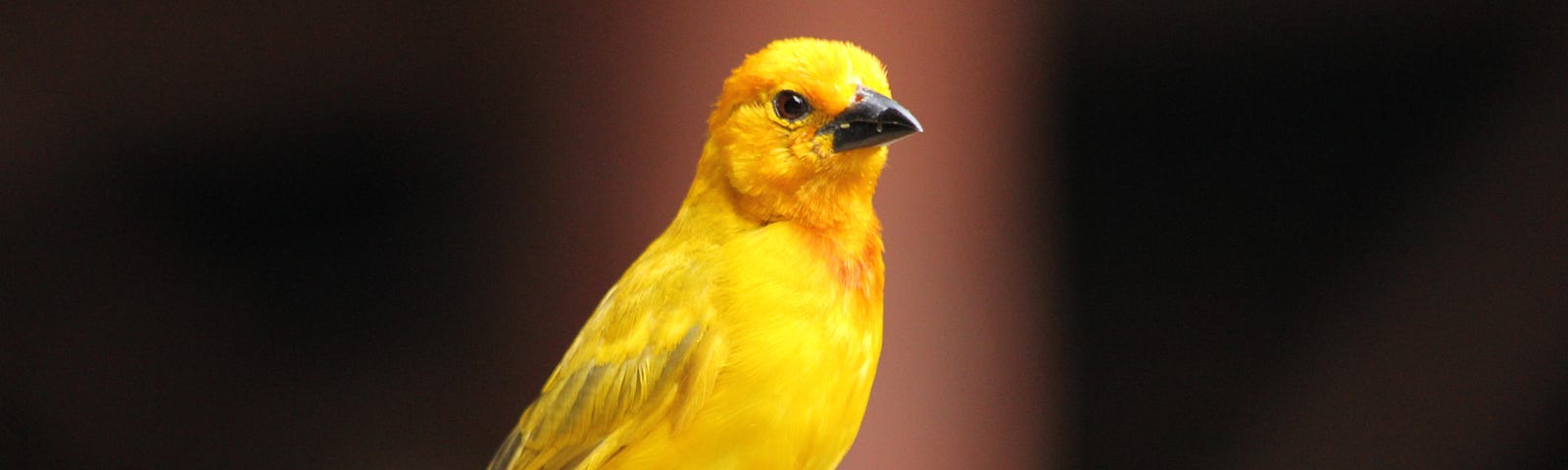 A bright yellow bird standing over a tree trunk