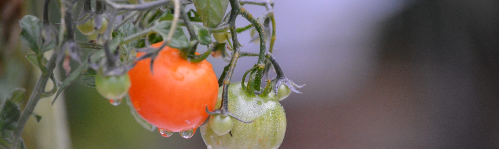 twin tomatoes, after rain; one red and one green
