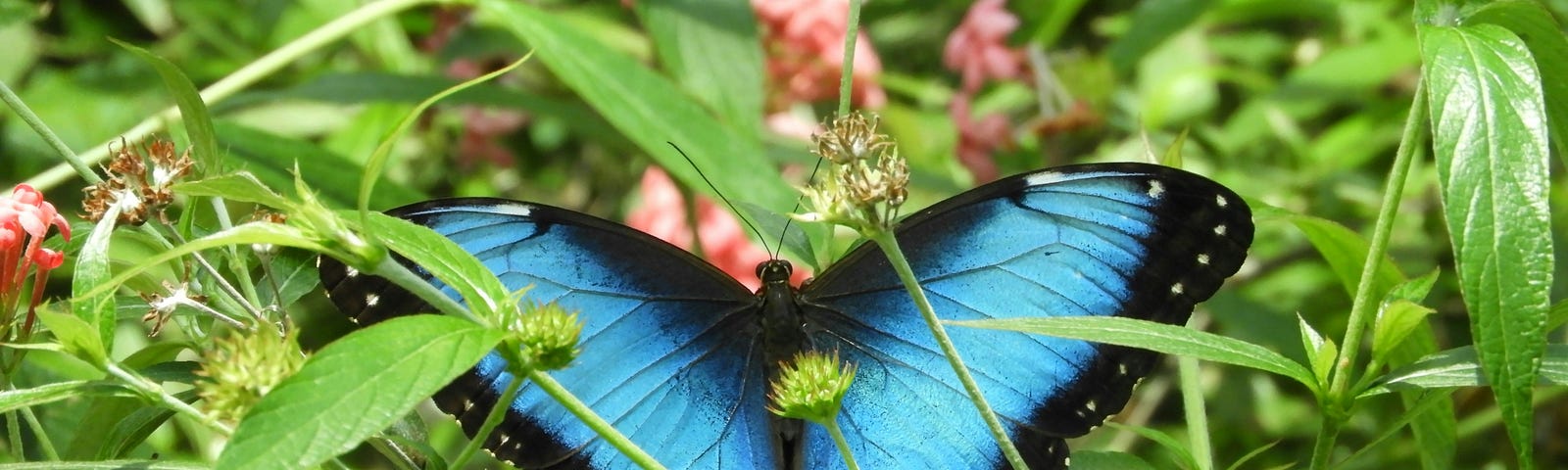 A butterfly with blue wings outlined in black sits upon a bed of green leaves. this is a symbol of peace and happiness to me, which is what I want.