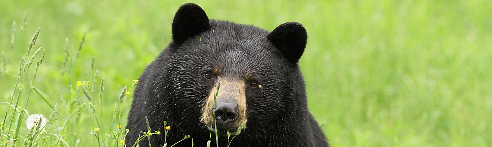 Black Bear in New Hampshire