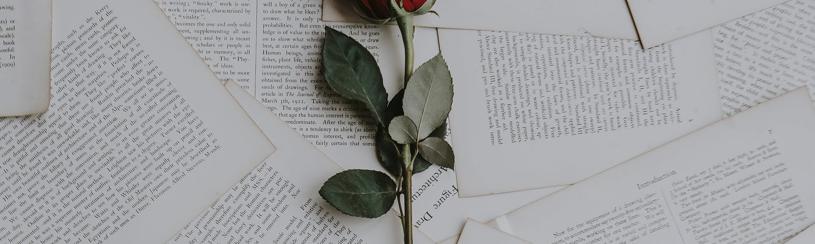 Rose on the scattered pages