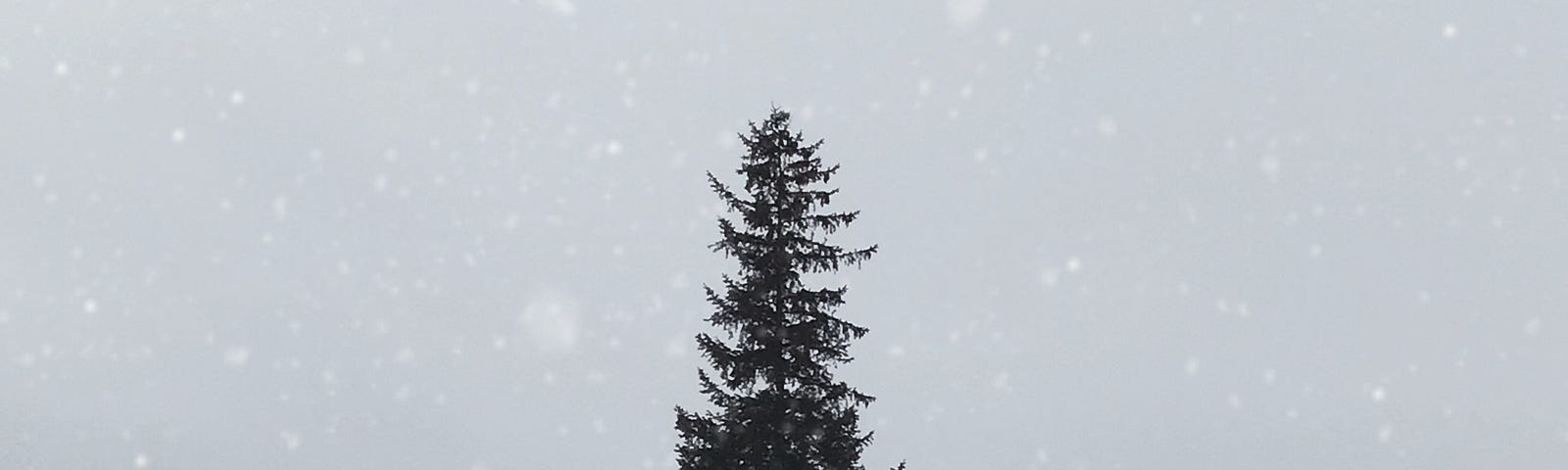 A lone, possible Christmas tree in a snowy field.