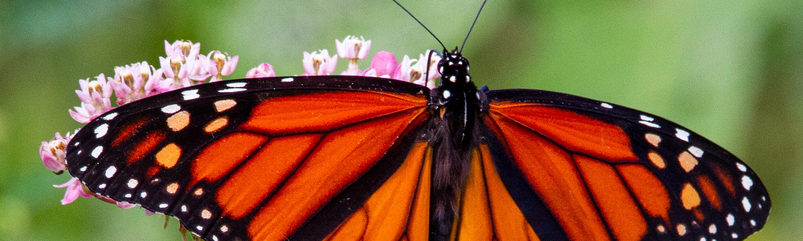 Monarch butterfly with outspread wings.