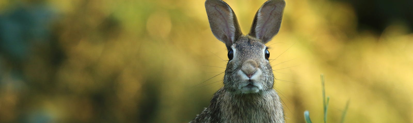 An alert rabbit sitting in grass