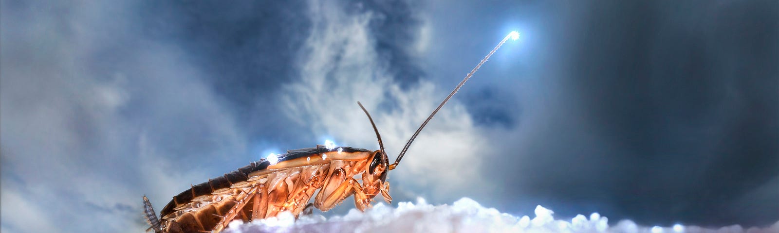 An insect rests on a shimmery piece of quartz.