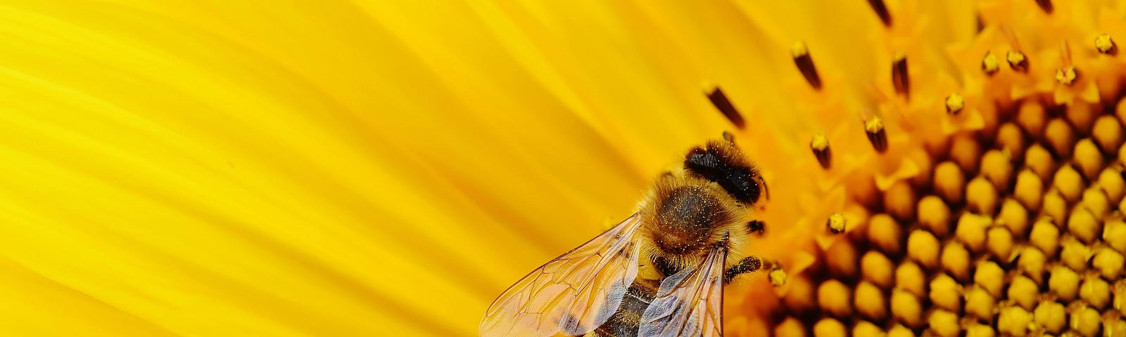 Close up photo of a bee in the centre of a sunflower.