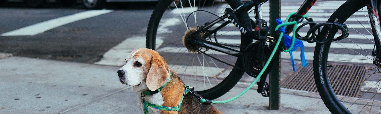 a dog leashed to a bike