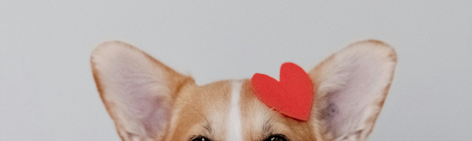 Dog covered with red hearts