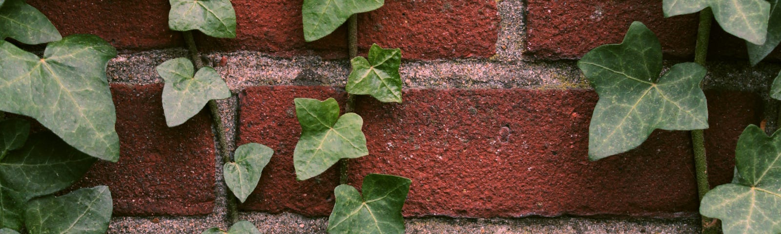 Photo of a brick wall partially covered with vines of ivy. The green leaves with white accents contrast beautifully with the red brick and grey grout.