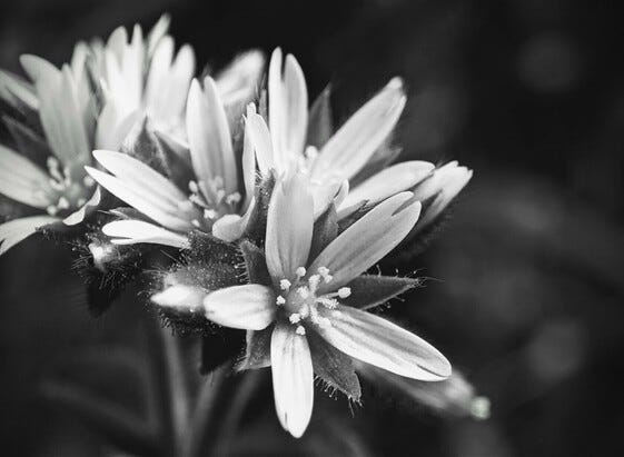 Capture of a wild garlic blossoming in black and white.