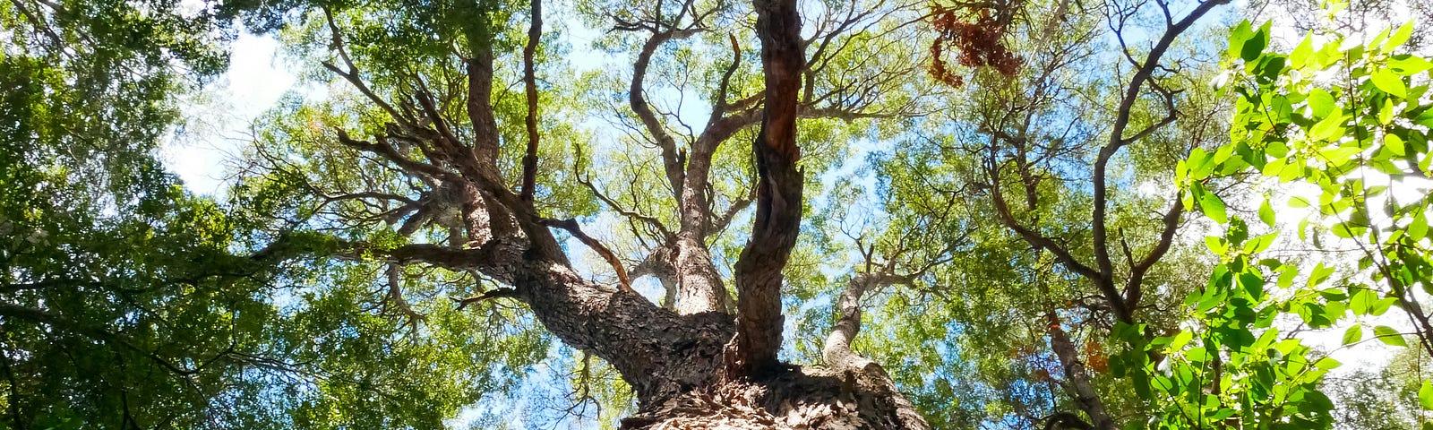 A view of a blue sky from the base of the wide trunk of a tree through the top branches with green leaves.