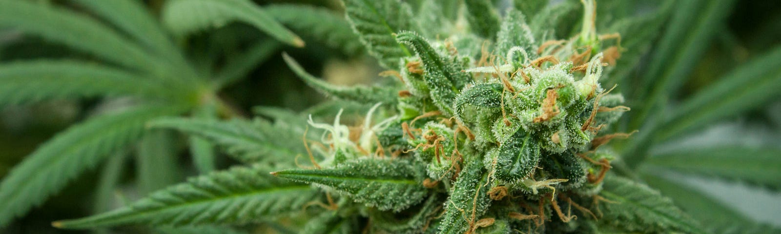 A dark green marijuana plant boasts a beatiful, hairy, trichome-riddled flower.