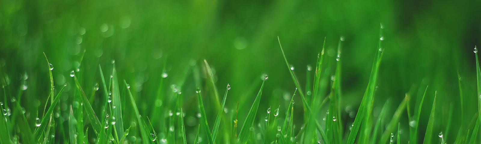 Image of green grass with glistening rain drops.