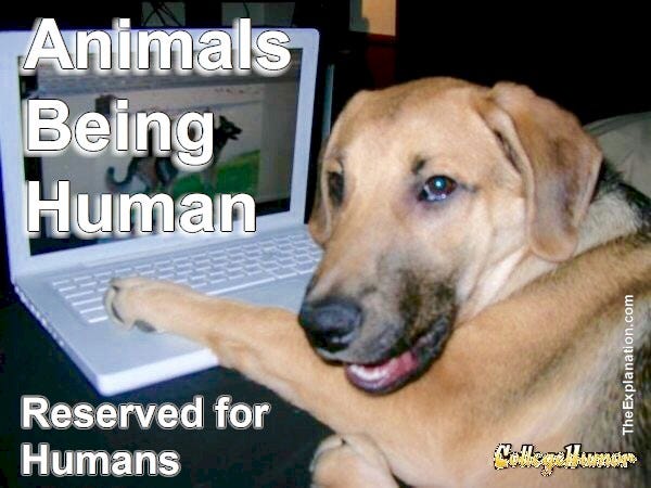 Animals being human. It’s a good try but it has to be set up by humans. Humans possess cognitive abilities.