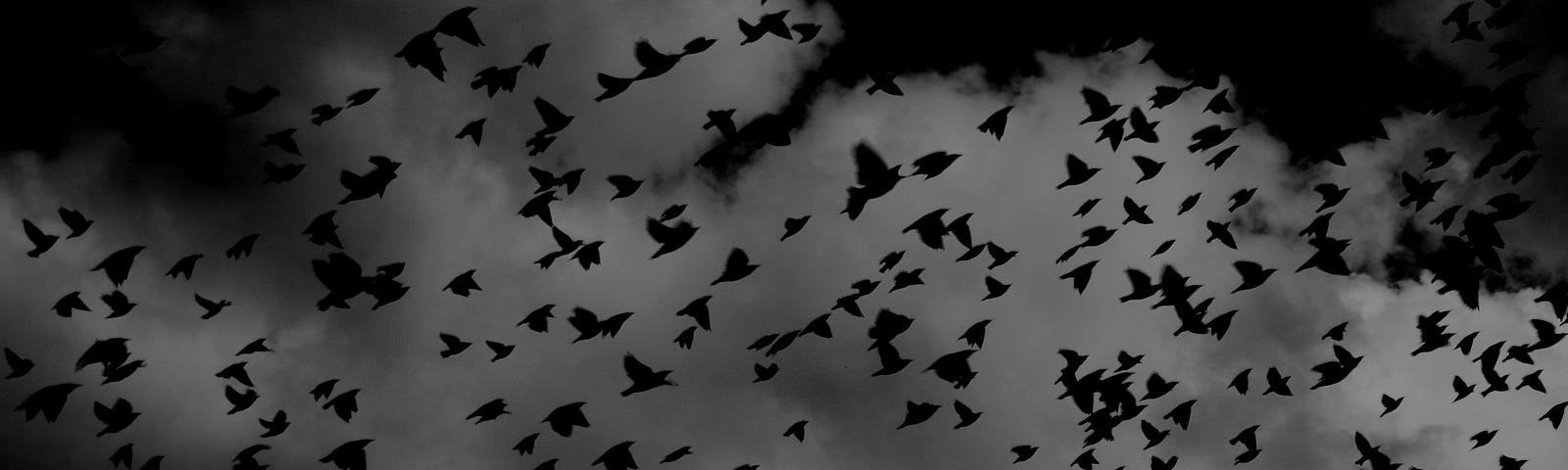 Silhouettes of birds flying, black and white.