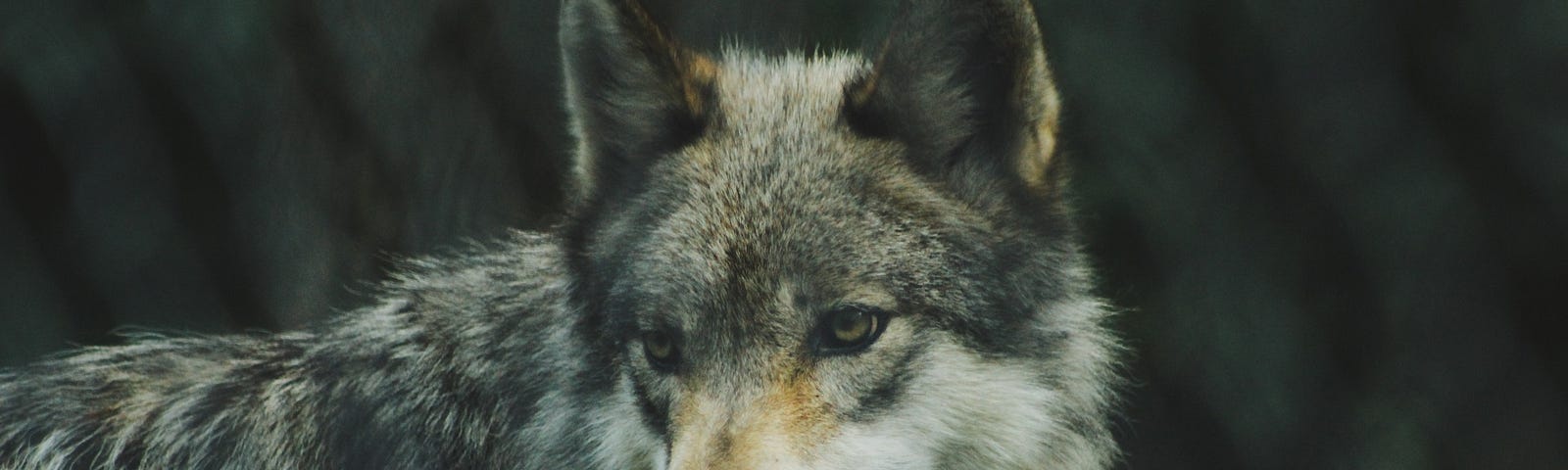 Image of a wolf alone in the woods.