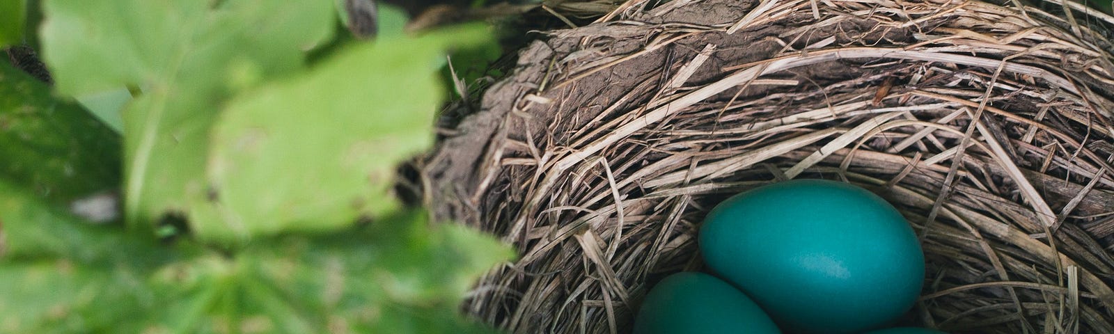 blue robin’s eggs in a nest