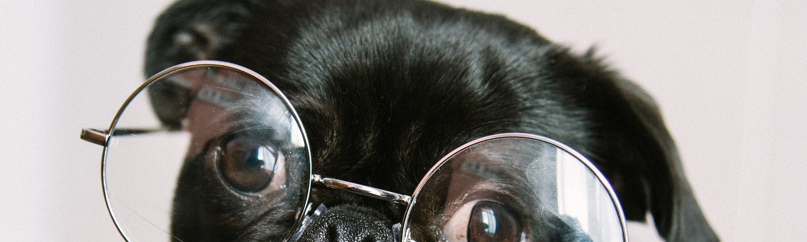 A pug wearing glasses