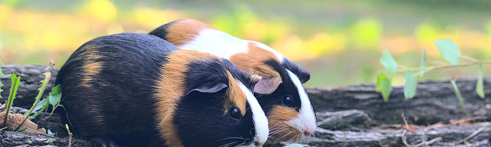 Two guinea pigs hanging out together outdoors.