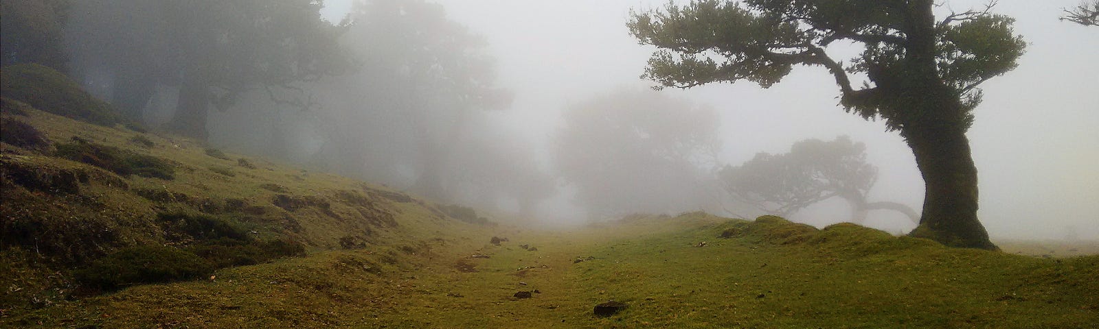 One-lane gravel road between some oak trees and showing deep fog.