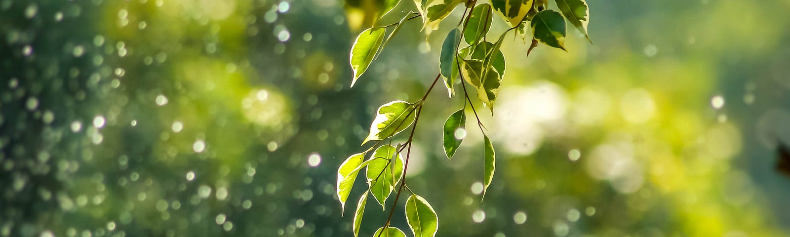 rain, branches, tree, green, water