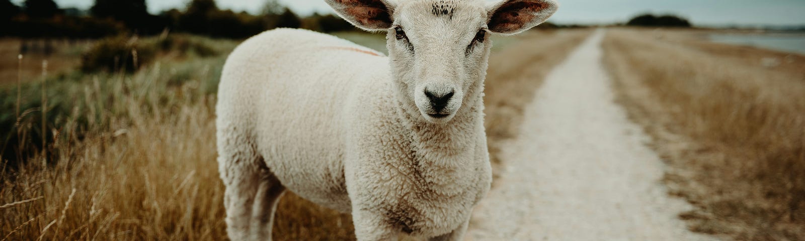 a lone white sheep on a sandy path looking at us- Photo by Flavio on Unsplash