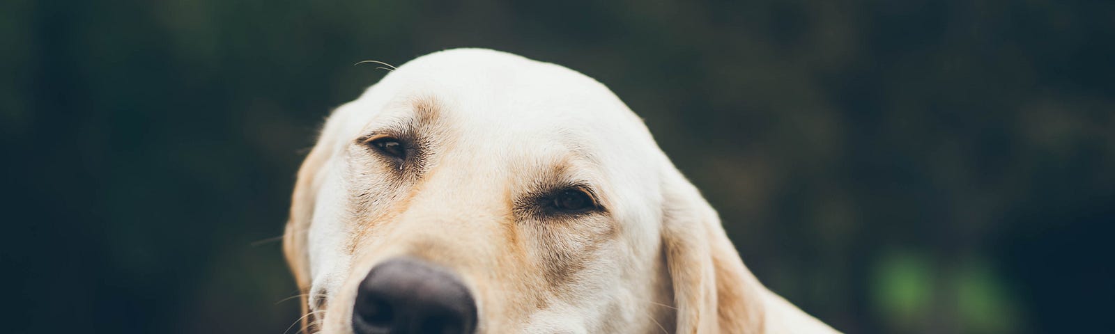 golden retriever sitting in back of convertible smiling