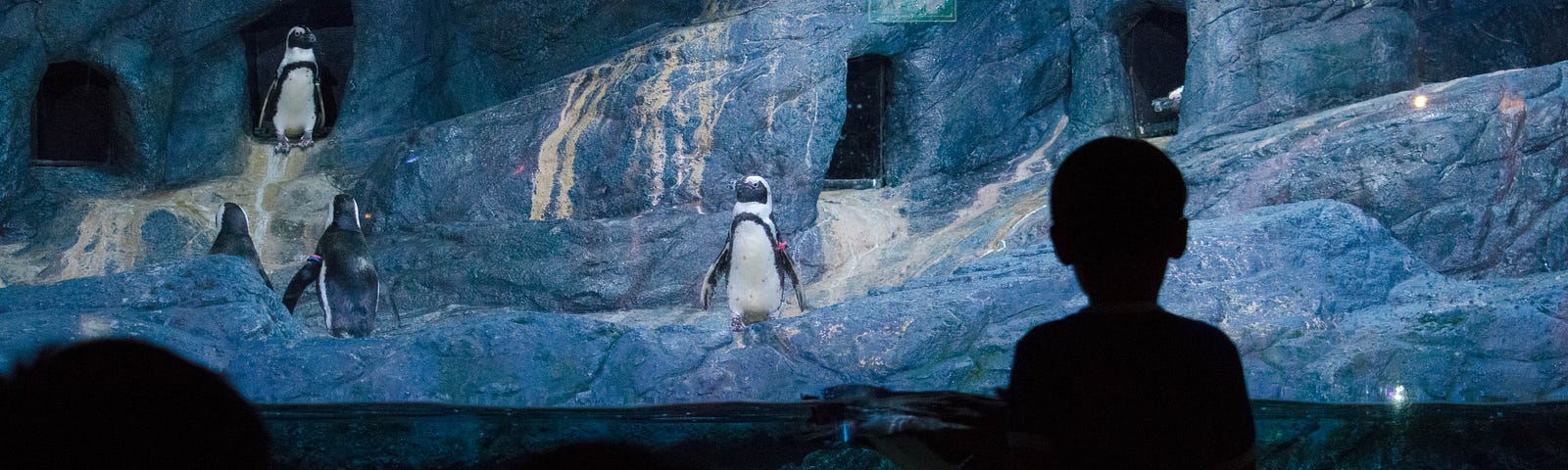 A boy watches penguins in an enclosure. The boy stands with his back to the camera. He and the other zoo visitors are in shadow.
