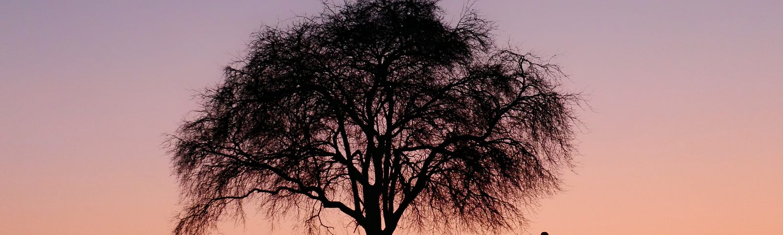 man standing under a tree in the sunset