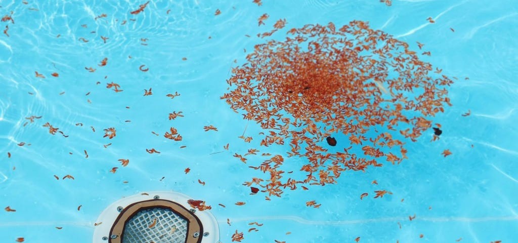 a pool drain with leaves circling it