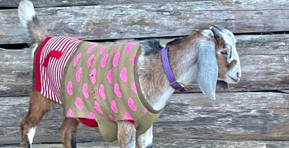 This is a picture of a goat wearing a sweater with hearts on it.