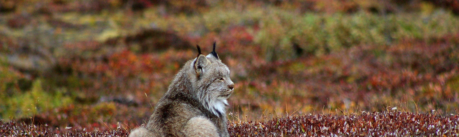 Lynx in Denali National Park