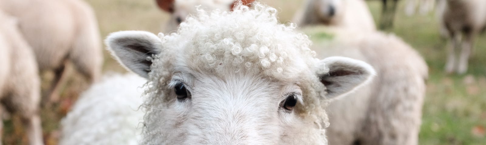 A sheep looking at the camera, surrounded by other sheep in the background