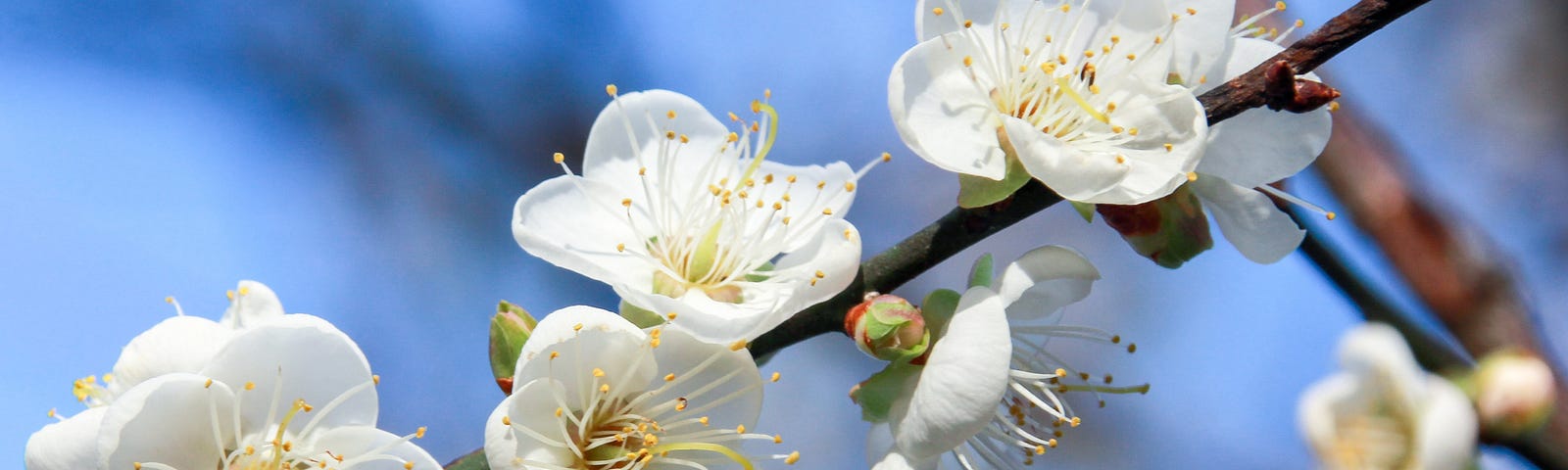 close-up of white almond blossoms clearing showing their 5 petals