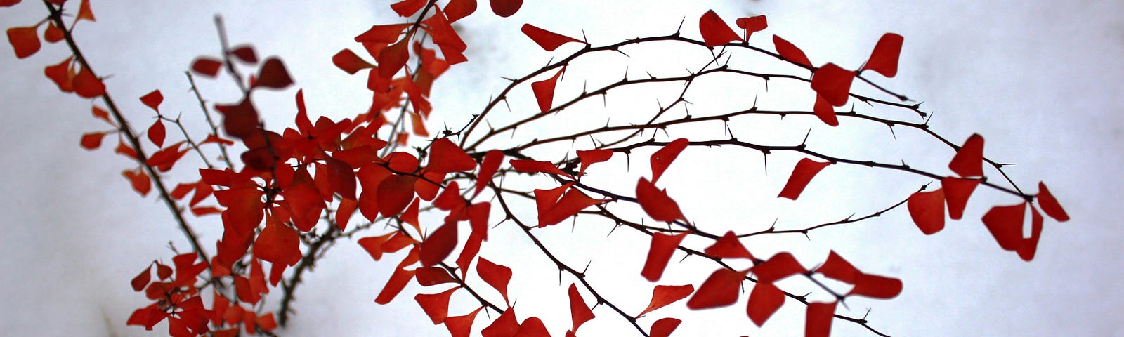 Red leaves in white fresh snow