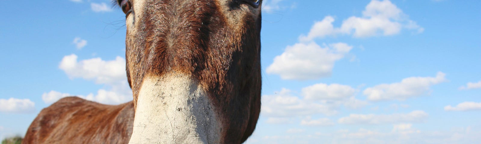 An ass (equine quadruped variety) looks quizzically, accusingly, imploringly, balefully into the camera lens